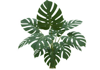 Trendy monstera plant adding fresh vibes indoors
