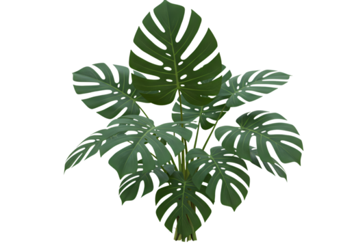 Trendy monstera plant adding fresh vibes indoors