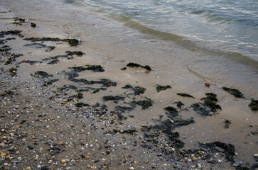 Tidal Shoreline Texture Wet Sand, Seaweed, and Scattered Shells
