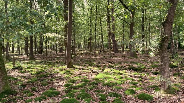 Vibrant green moss carpets the forest floor, creating a serene and natural woodland scene. Sideways moving shot.