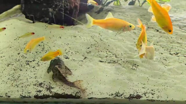 Peixes brigando em aqu&aacute;rio - 4K