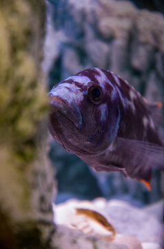 Exotic African Cichlid Fish with Purple and White Patterns in a Freshwater Aquarium