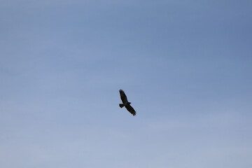 Silhouette of a hawk flying and searching for prey in the blue sky