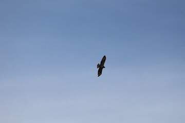 Silhouette of a hawk flying and searching for prey in the blue sky