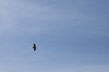 Silhouette of a hawk flying and searching for prey in the blue sky