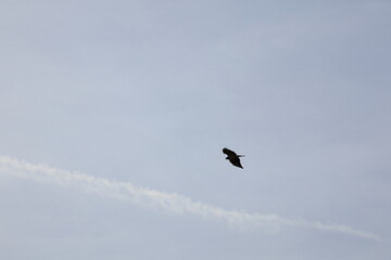 Silhouette of a hawk flying and searching for prey in the blue sky
