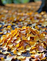 A vibrant pile of golden ginkgo leaves, scattered on the ground, showcasing autumnal colors and textures, sunlight, landscape
