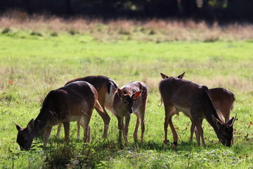 Group of five young deer at the forest edge searching for food, peaceful wildlife scene in natural habitat