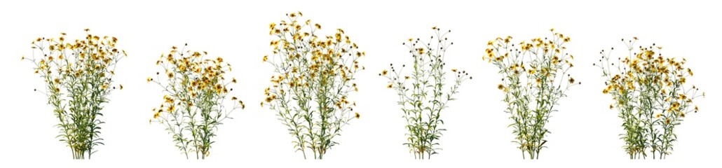 Coreopsis tinctoria yellow flowers isolated PNG on a transparent background premium cutout (plains coreopsis, garden, golden tickseed, or calliopsis)