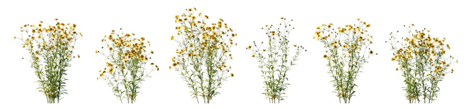 Coreopsis tinctoria yellow flowers isolated PNG on a transparent background premium cutout (plains coreopsis, garden, golden tickseed, or calliopsis)