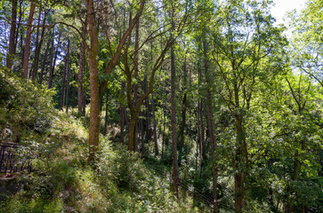 Fototapeta premium Lush green mixed forest on a steep hillside bathed in bright sunlight