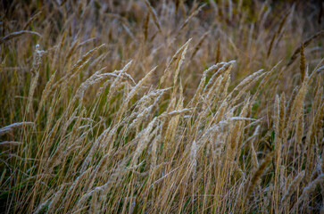 Golden Autumn Field Texture Close-up of Dry Wild Grass Stalks