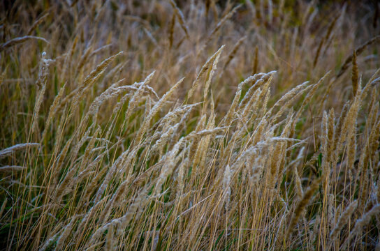 Golden Autumn Field Texture Close-up of Dry Wild Grass Stalks