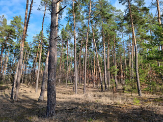 Coniferous trees in the beautiful forest. Pathway in the beautiful spring wood