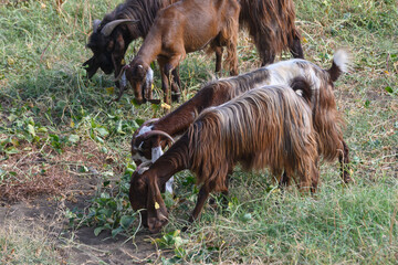 Fototapeta premium Black Long-Eared Sheep on Green Pasture in Cyprus