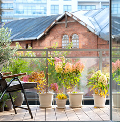 Hydrangea flowers on a city balcony in autumn. Potted plants on a wooden terrace with sunlight and urban background. Cozy outdoor space with fall colors, leaves, and natural light on a modern balcony.