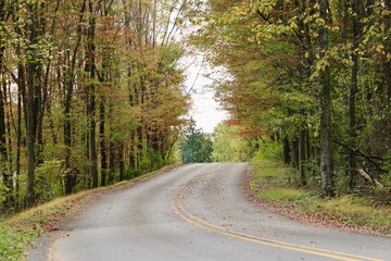 Fototapeta premium road in the woods