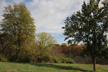 autumn trees in the park