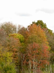 Fototapeta premium autumn in the forest