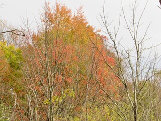 Autumn trees 