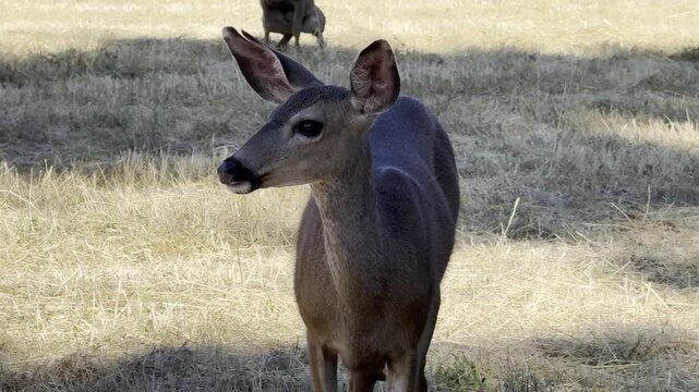 Female mule deer feeds on dry summer grasses