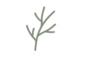 Stylized green plant branch illustration on transparent background, minimal botanical simple drawing