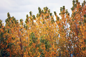 The leaves fall from the trees in autumn, turning yellow and orange.