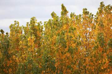 The leaves fall from the trees in autumn, turning yellow and orange.