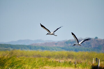 Wood storks in a wetlands near Palo Verde, Costa Rica