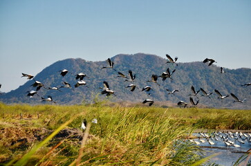 Wood storks in a wetlands near Palo Verde, Costa Rica