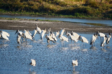 Wood storks in a wetlands near Palo Verde, Costa Rica