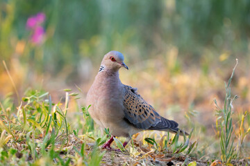 Turtle dove, streptopelia turtur. Wild bird Close up