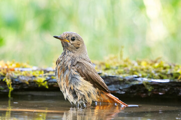 Common Redstart Phoenicurus phoenicurus is a songbird