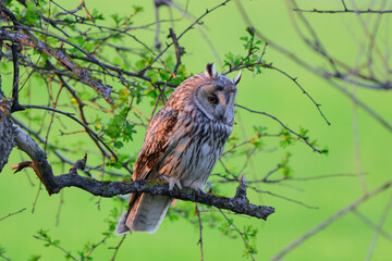 Long-eared Owl Asio Otus in the wild