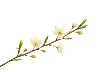 Obraz premium White spring blossoms blooming on branch with green leaves and buds, new life concept with transparent background