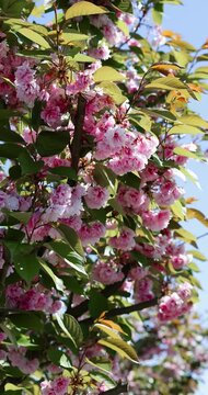 Scenic view of pink sakura trees in full bloom along a quiet path in springtime.