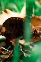 Close-up of brown forest mushrooms among fallen leaves — rich autumn textures, earthy tones, and soft light capturing the quiet magic of nature’s cycle of decay and renewal.