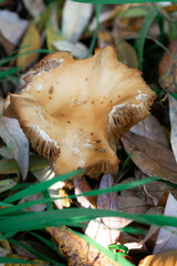 Close-up of brown forest mushrooms among fallen leaves — rich autumn textures, earthy tones, and soft light capturing the quiet magic of nature’s cycle of decay and renewal.