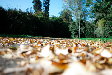 Golden autumn leaves blanket a sunlit path under a deep blue sky — a warm, peaceful moment capturing the beauty of seasonal change and the calm rhythm of nature.