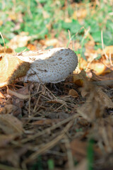Magical close-up of a wild mushroom glowing in warm sunlight among leaves and grass — nature’s quiet beauty and autumn mystery captured in one serene moment.