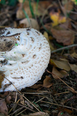 Magical close-up of a wild mushroom glowing in warm sunlight among leaves and grass — nature’s quiet beauty and autumn mystery captured in one serene moment.