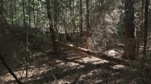 Sun-dappled forest with tall trees and a fallen log, creating a quiet, natural woodland scene with earthy tones and scattered needles. Sideways moving shot.