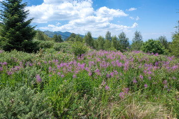 Obraz premium Belasitsa Mountain around Kongur peak, Bulgaria