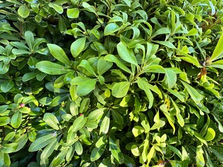 Close-up of Pittosporum tobira, known as Japanese cheesewood, with glossy green leaves of ornamental evergreen shrub in natural sunlight.