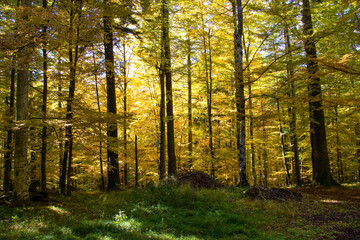 Obraz premium autumn in the forest, Baiu Mountains, Romania 