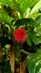 red and yellow flower