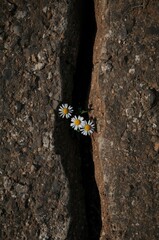 Three delicate white daisy-like flowers courageously emerge from a deep, dark fissure within dry, rugged ground. This powerful visual symbolizes nature's profound resilience, growth, and the enduring 