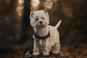 West highland white terier w jesiennym lesie © mediagrafika