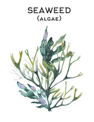 Seaweed watercolor illustration with isolated background