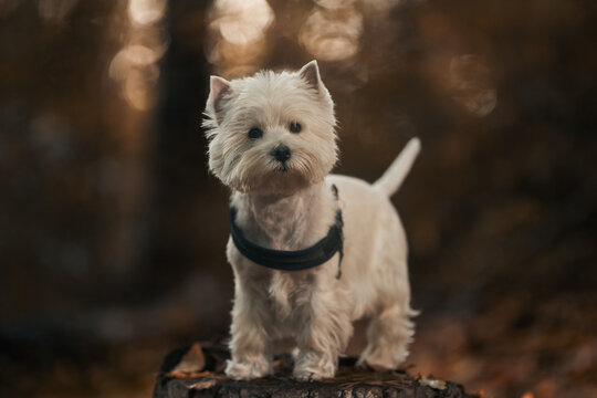 West highland white terier w jesiennym lesie